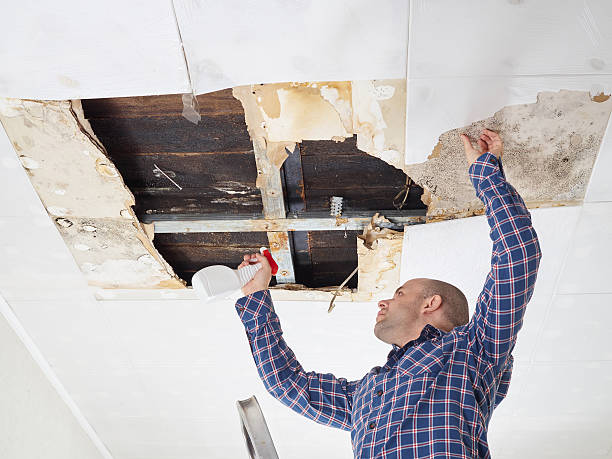 Professional Mold Removal in Madison Heights, MI